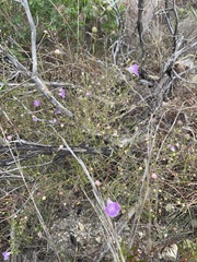 Agalinis edwardsiana