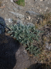 Phacelia sericea