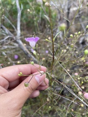 Agalinis edwardsiana