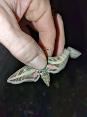 Hyles livornica