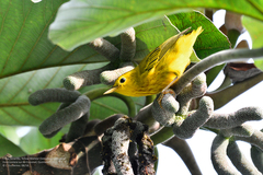 Setophaga petechia rufivertex