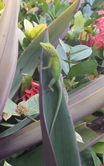Anolis
