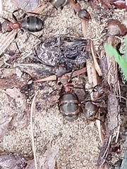 Formica rufa