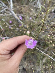 Agalinis edwardsiana