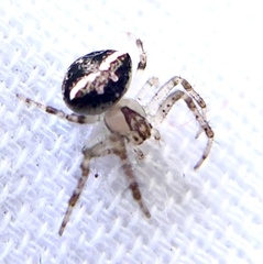 Araneus miniatus