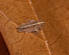 Stenocranus dorsalis