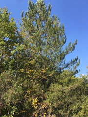 Pinus nigra