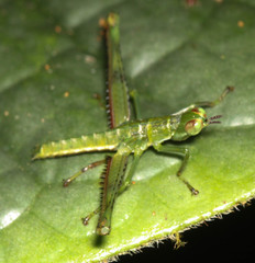 Euschmidtiidae