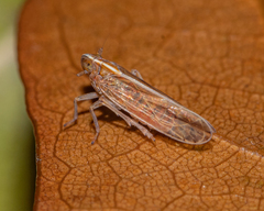 Stenocranus dorsalis