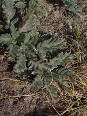 Phacelia sericea