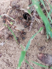Formica rufa
