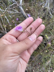 Agalinis edwardsiana