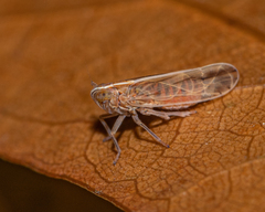 Stenocranus dorsalis