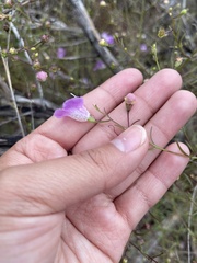 Agalinis edwardsiana