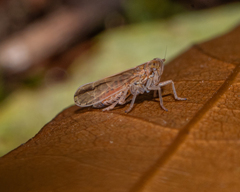 Stenocranus dorsalis