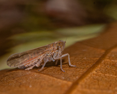 Stenocranus dorsalis