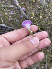 Agalinis edwardsiana
