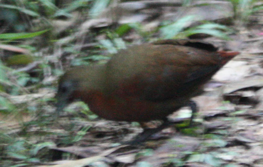 Madagascar Forest Rail (Mentocrex kioloides), photo 5