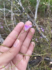 Agalinis edwardsiana