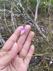 Agalinis edwardsiana