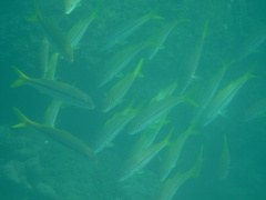 Mulloidichthys dentatus