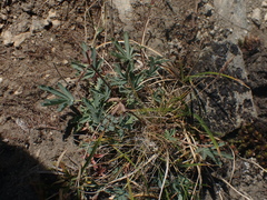 Potentilla glaucophylla