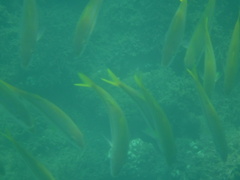 Mulloidichthys dentatus