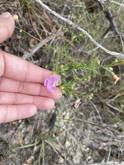 Agalinis edwardsiana