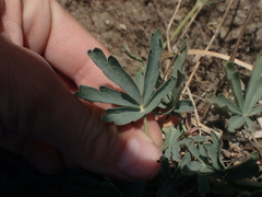 Potentilla glaucophylla