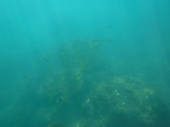 Mulloidichthys dentatus