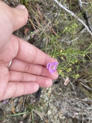 Agalinis edwardsiana