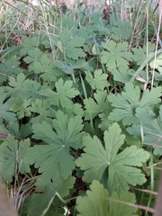 Geranium macrorrhizum