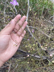 Agalinis edwardsiana