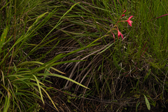 Hesperantha coccinea image