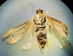 Diatraea