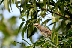 Vireo magister