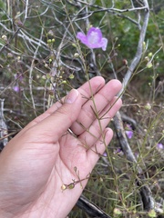 Agalinis edwardsiana