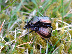 Carabus arvensis