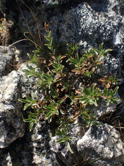 Penstemon