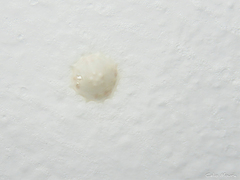 Cithaeron praedonius