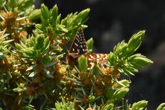 Euphydryas