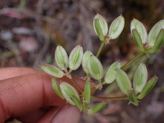 Lomatium