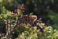 Euphydryas