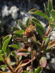 Penstemon
