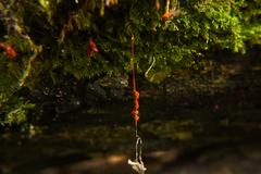 Metatrichia vesparium