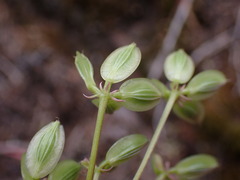 Lomatium