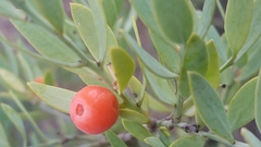 Osyris lanceolata