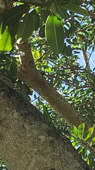 Anolis equestris