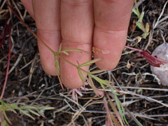 Lomatium