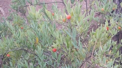 Osyris lanceolata